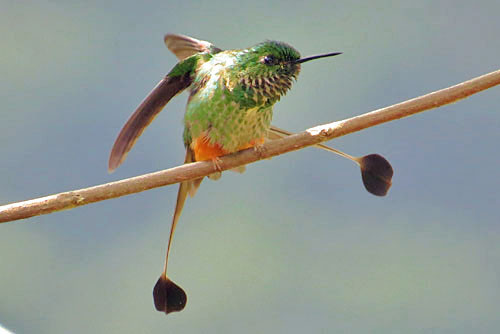 The Bolivian endemic subspecies of Booted Racket-tail, known as Adda&rsquo;s Racket-tail is a potential split.
