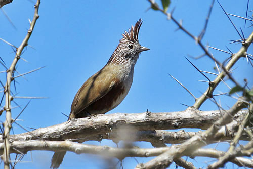 The Crested Gallito is a secretive, mostly ground-dwelling tapaculo found in the Chaco region of southern Bolivia.
