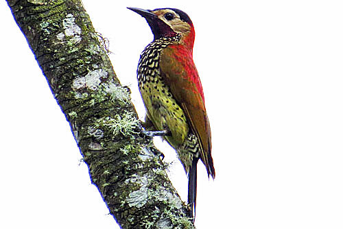 The Crimson-mantled Woodpecker is perhaps the most colorful New World woodpecker, 
