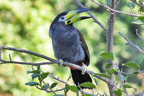 Nearly endemic to Bolivia, Hooded Mountain-Toucan is always a difficult bird to find.
