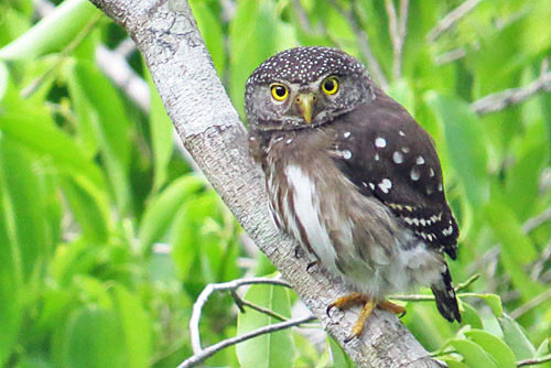 The exceedingly scarce and local Subtropical Pygmy-Owl is a distinct possibility during our stay at Refugio Los Volcanes.