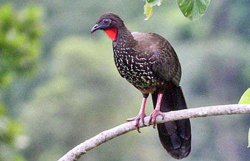 Crested Guans are among four species of cracids we could see in Costa Rica.
