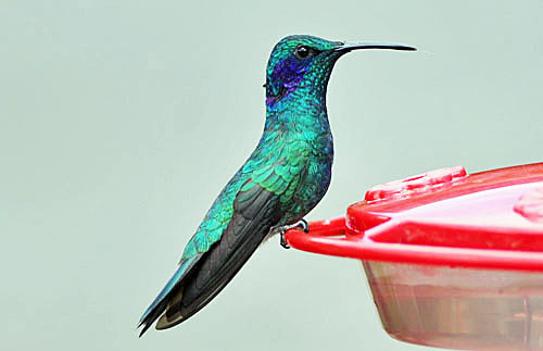 The Lesser Violetear, recently split from Mexican Violetear reaches its northernmost distribution in Costa Rica.
