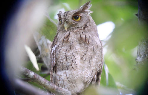 It&rsquo;s not rare to have a Pacific Screech-Owl staked out on a day roost where we have lunch one day.
