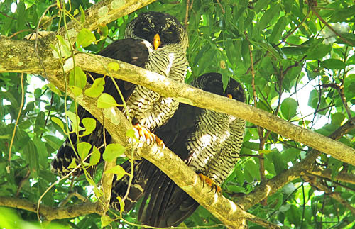 Finding a roosting pair of Black-and-white Owls isn&rsquo;t always expected and makes the short list of favorite birds on the Costa Rica tour.
