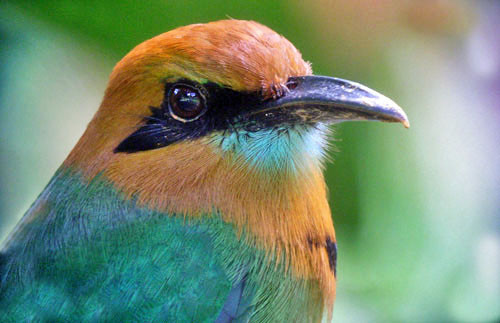 Broad-billed Motmot is one of the many tropical species that have made Costa Rica famous.
