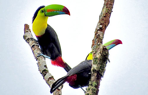 Fancy Keel-billed Toucans are actually not a rare sight from roadsides in Costa Rica.
