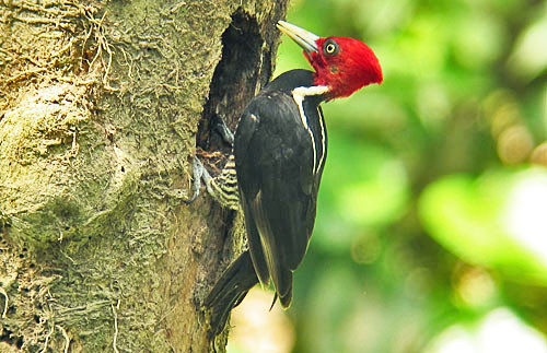 We&rsquo;re in Costa Rica during the peak of the breeding season, and here a Pale-billed Woodpecker approaches his nest.