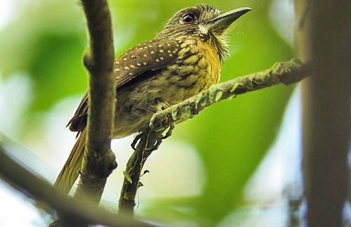 White-whiskered Puffbird is always a lucky find in low-elevation rain forests with lots of vines.
