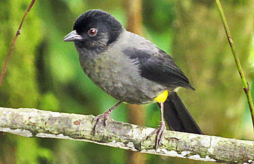 The aptly named Yellow-thighed Finch is a common sight on our trip to the highlands at Cerro de la Muerte.

