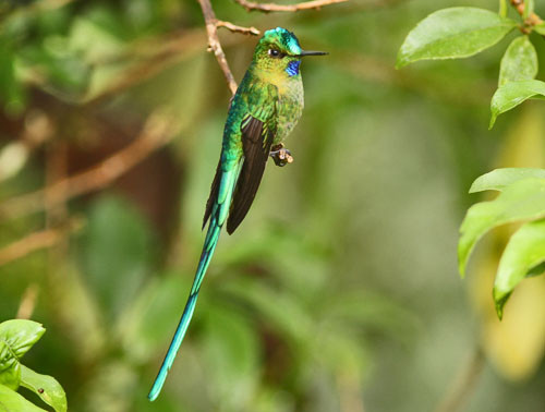 Long-tailed Sylph is a breathtaking beauty that frequents the gardens and feeders at the Owlet Lodge.
