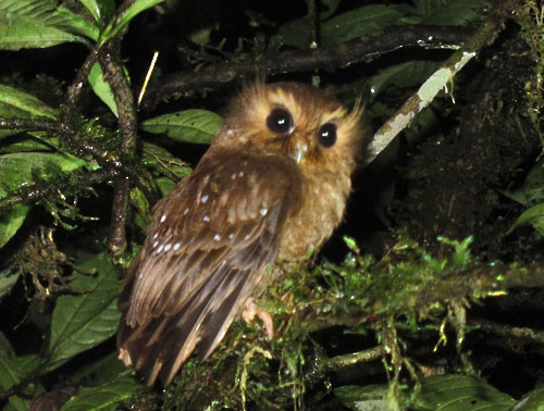 We&rsquo;ll make a serious effort to see the Long-whiskered Owlet, a tiny nocturnal owl found in cool, mossy cloud forests.