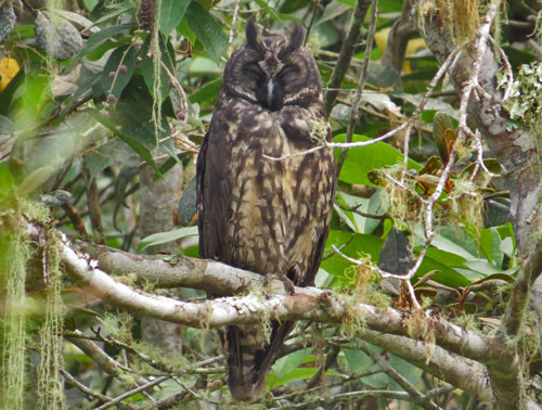 Seeing a Stygian Owl by day is something we never expect on a tour, but in Northern Peru it&rsquo;s a real possibility.
