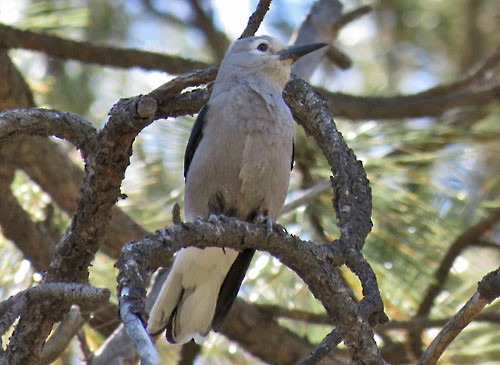 Clark&rsquo;s Nutcracker numbers vary widely from year to year but we usually managed to find a few.
