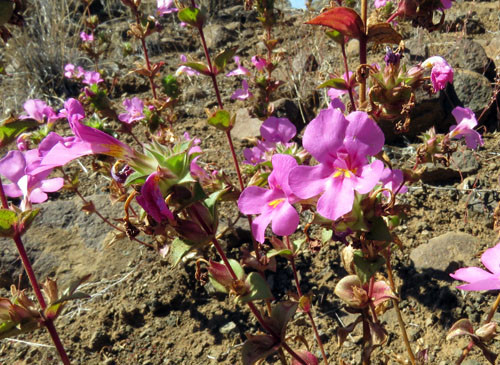 Late summer wildflowers usually include roadside patches of Cusick&rsquo;s Monkeyflower.
