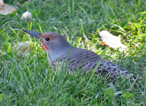 The &ldquo;Red-shafted&rdquo; Northern Flicker hunts for ants on the ground.

