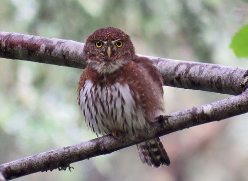 Northern Pygmy-Owl is often a favorite bird on our Oregon tours.
