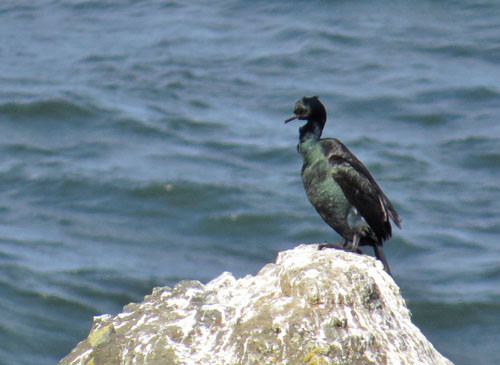 Among many specialties of the Pacific Ocean nearshore waters is the misnamed Pelagic Cormorant.
