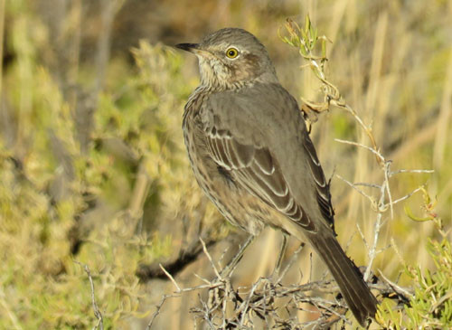 Sage Thrashers abound in the late summer in Oregon&rsquo;s Great Basin desert.
