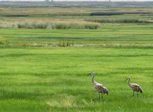 A pair of Sandhill Cranes ponders their upcoming migration southward to California.
