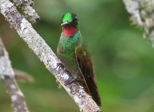 A Brazilian Ruby waits its turn at the feeders in Itatiaia National Park.
Photo: Rich Hoyer
