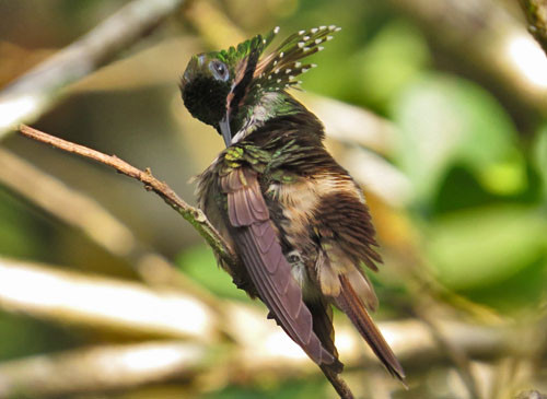 A male Festive Coquette preens between visits to hummingbird feeders in the rainforest near Ubatuba.
