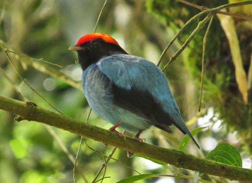 We hear Swallow-tailed Manakins in many places, and with some luck we&rsquo;ll have views like this.
