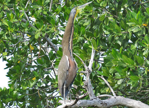 A Bare-throated Tiger-Heron fails to blend in amongst the mangroves.
