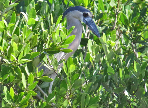 We make an effort to find Boat-billed Heron on our mangrove boat ride on the northern Yucatan coast.
