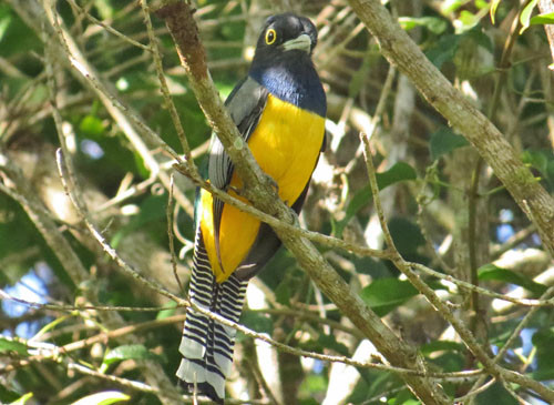 A Gartered Trogon offers a taste of the tropics in the taller forests of the southern part of the peninsula.
