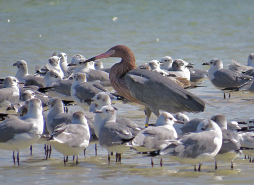 A Reddish Egret finds shelter in a flock of Laughing Gulls on the Ria Lagartos estuary.
