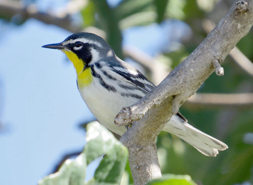 We bird the Yucatan and Cozumel where many migrants such as Yellow-throated Warbler come for the winter.
