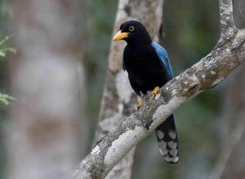 The striking Yucatan Jay is a quintessential part of our Yucatan and Cozumel tour. 