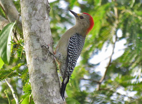 The petite Yucatan Woodpecker also sports a relatively short bill and a tuft of yellow feathers above the bill.

