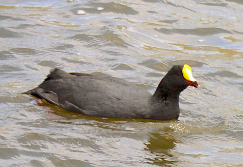 The nearly flightless Giant Coot is a possibility in high elevation lakes.