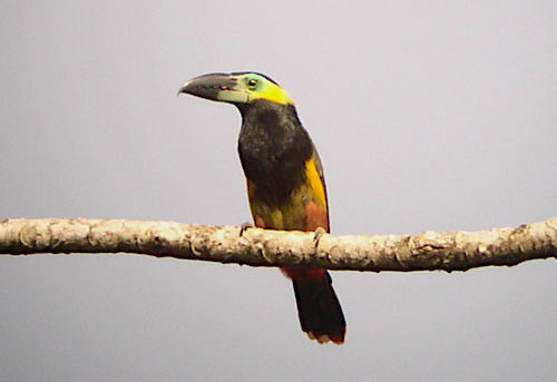 Golden-collared Toucanet is only one of ten species of toucan possible on our new Bolivia itinerary.