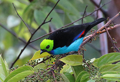 It seems ironic that the most colorful member of mixed flocks is also one of the most common: Paradise Tanager.