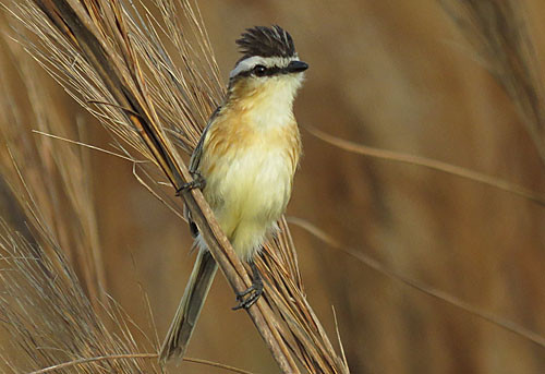 The spritely Sharp-tailed Tyrant is a local specialty of the high-quality grasslands at Barba Azul Nature Reserve.