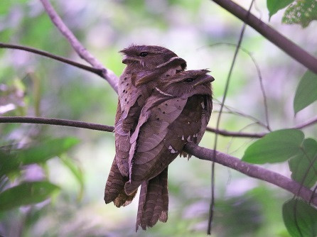 Dulit Frogmouth