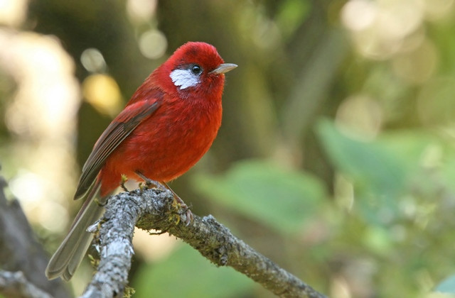 We&rsquo;ll spend some time in the cool pine forests in the mountains above Oaxaca, where Red Warblers are common.