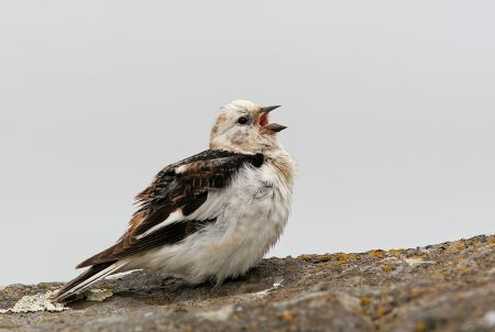 Other incredible tame birds of Flatey include Snow Buntings of the Icelandic race &lt;em&gt;insulae&lt;/em&gt;...