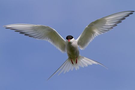...and not so friendly Arctic Terns.