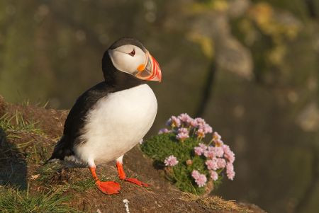 Atlantic Puffins can be observed within hand&lsquo;s reach on the cliff&lsquo;s edge...