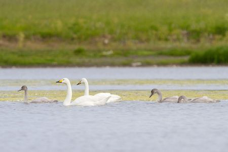 ...alongside nesting Whooper Swans that are to be seen on most lakes.
