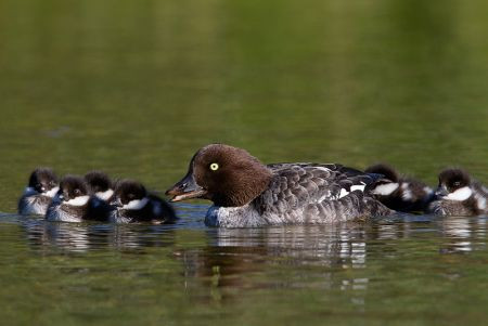 Lake M&yacute;vatn will provide us with views of Barrow&lsquo;s Goldeneyes, if we are lucky we may even see the first ducklings...
