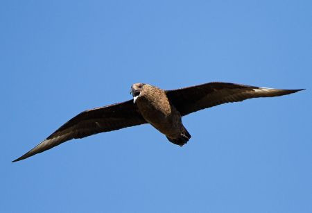 ...while the northern coast is home to the Great Skua.