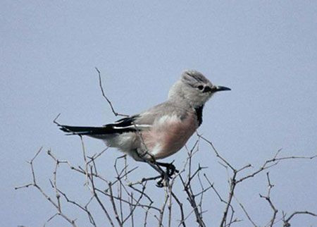 ...none more so than Pander&rsquo;s Ground Jay, a bird restricted to Uzbekistan and Kazakhstan.