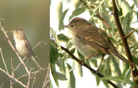 ...while the monotone Eastern Olivaceous and Sykes&rsquo;s Warblers present something of an identification challenge.