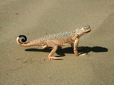 Not all of the attractions are avian &ndash; this Toad-headed Agama is one of several distinct lizards found in the desert.