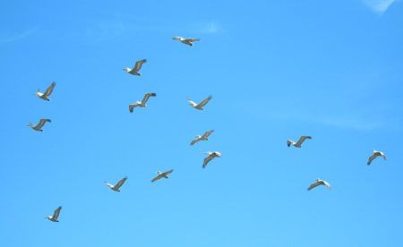The delta is also home to the world&rsquo;s largest gathering of Dalmation Pelicans.